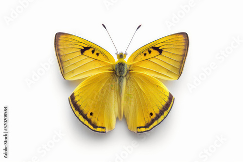 Beautiful light yellow butterfly isolated on white background (Generative AI)