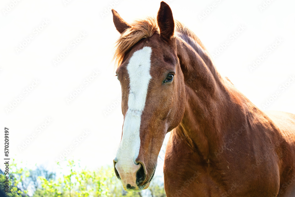 Close up of brown horse with white blaze.