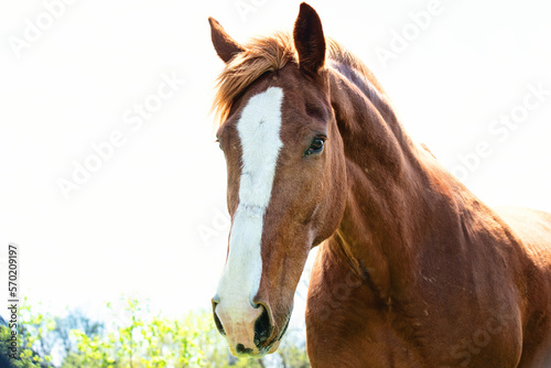 Close up of brown horse with white blaze. © Cavan