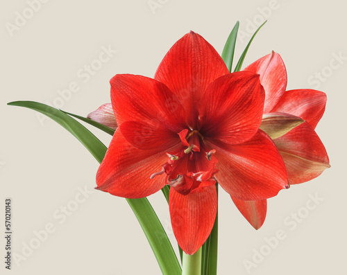 Red double hippeastrum (amaryllis)  on gray background photo