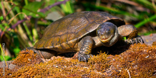 Mediterranean Pond Turtle, Mauremys caspica leprosa, Mauremys leprosa, Tajo River, Monfragüe National Park, SPA, ZEPA, Biosphere Reserve, Cáceres Province, Extremadura, Spain, Europe