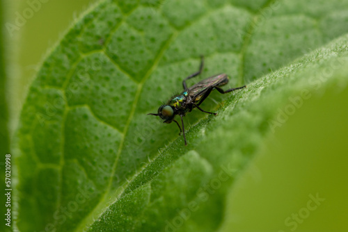 Macro of the long-legged fly of Dolichopodidae family, black fly on leaf