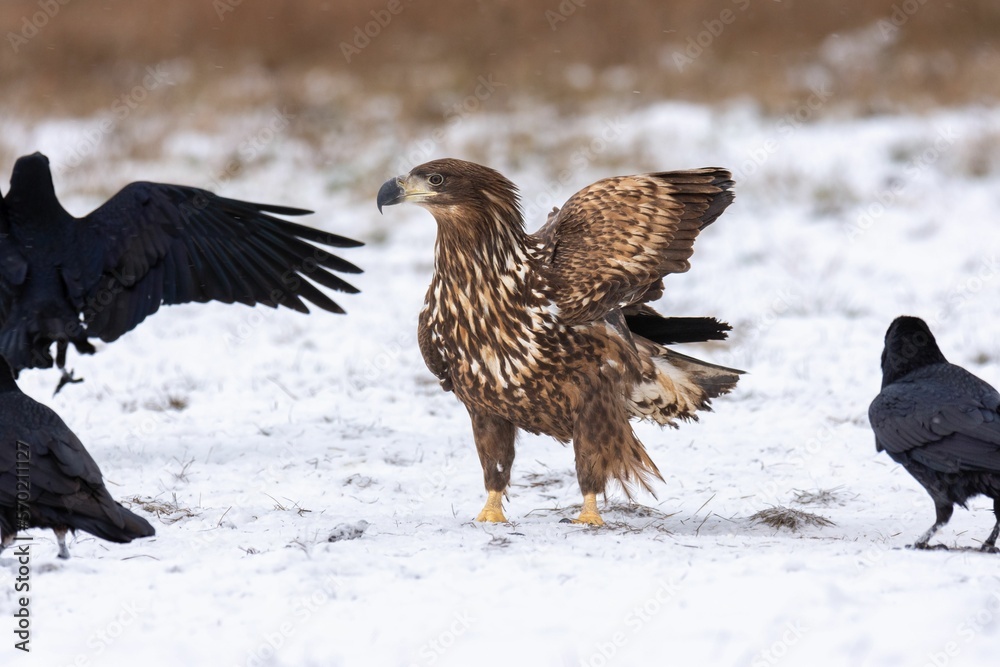 Close-up of the white-tailed eagle (Haliaeetus albicilla) - large brown-white eagle on snow in winter Close-up of the white-tailed eagle (Haliaeetus albicilla) - large brown-white eagle on snow in winter