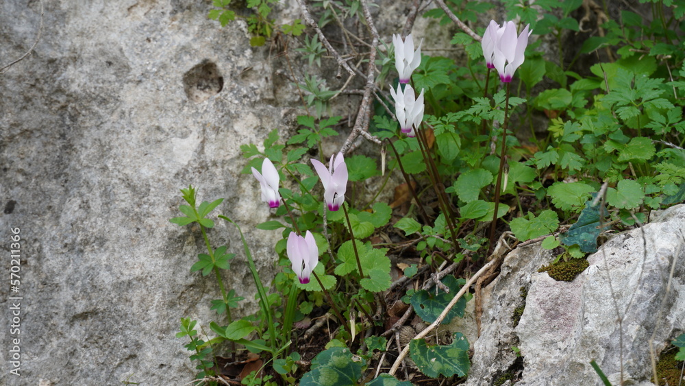 Cyclamen persicum grows in a forest in Israel Cyclamen persicum grows in a forest in Israel