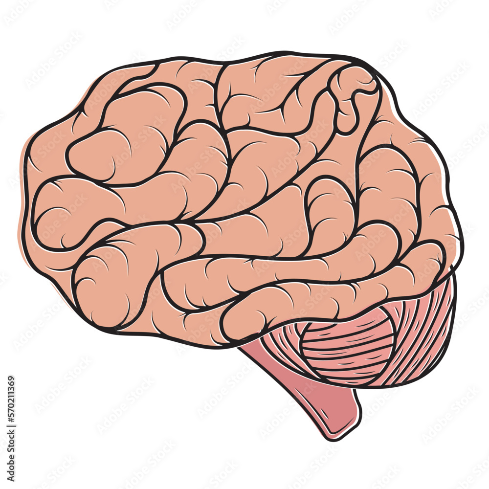 human color brain isolated vector illustration in cartoon style Stock ...