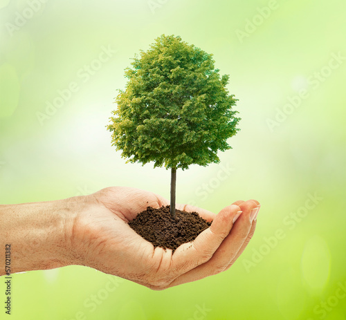 Grüner Baum in einer Hand vor grünem Hintergrund