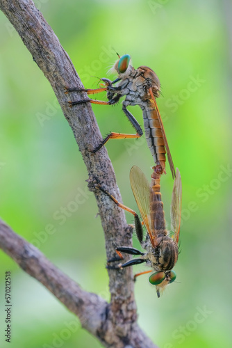 mating robber fly on branch © Riadi