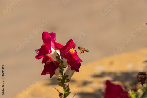 Flower known as 