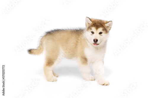 Studio shot of fluffy cute beautiful Malamute puppy posing isolated over white background. Pet looks healthy and happy. Concept of care, love, animal life