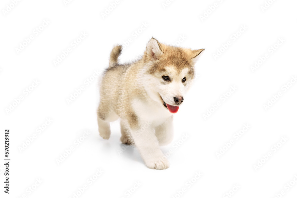 One little dog, cute beautiful Malamute puppy posing isolated over white background. Pet looks healthy and happy. Concept of care, love, animal life