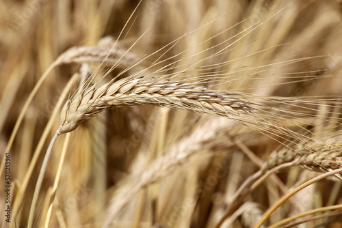 Ears of wheat on a field. Rural scene, background for harvest and agriculture