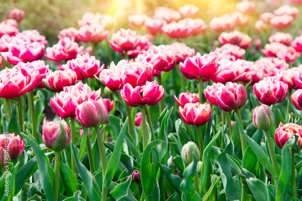 Pink tulips bloom under sunshine in the garden. tulip flowers in park, spring season Pink tulips bloom under sunshine in the garden. tulip flowers in park, spring season