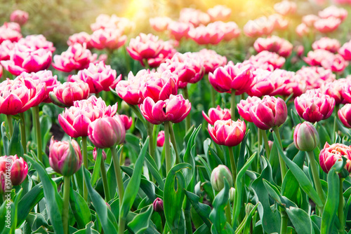 Pink tulips bloom under sunshine in the garden. tulip flowers in park  spring season 