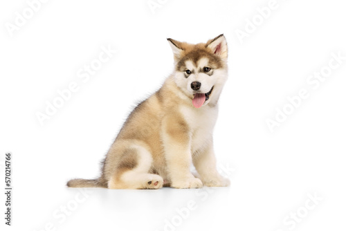 Studio shot of fluffy cute beautiful Malamute puppy posing isolated over white background. Pet looks healthy and happy. Concept of care, love, animal life