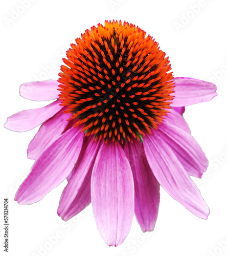 A pink Echinacea in full bloom. Close up. Cut out on a transparent background. photo