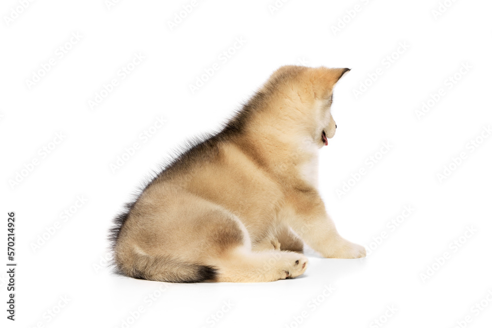 Back view of beautiful Malamute puppy lying on floor isolated over white studio background. Pet looks healthy and groomed. Concept of care, love, animal life Back view of beautiful Malamute puppy lying on floor isolated over white studio background. Pet looks healthy and groomed. Concept of care, love, animal life