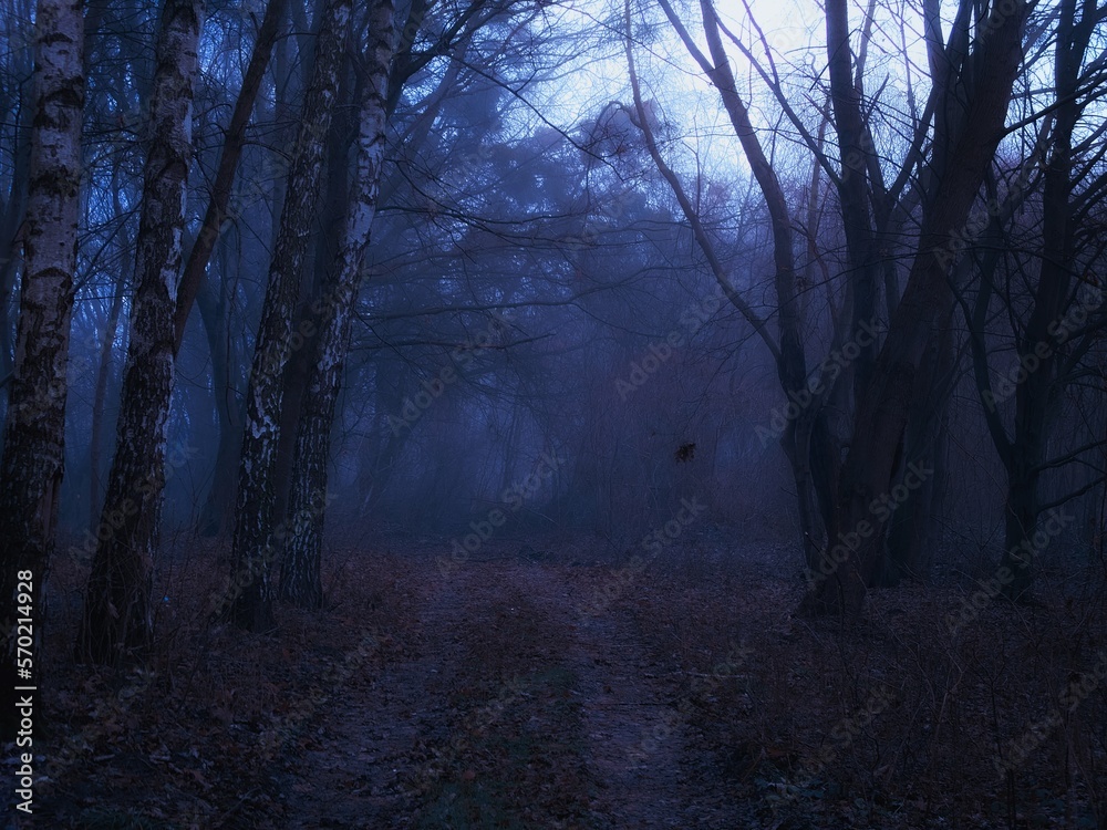 Scary dark forest in the evening. Gloomy autumn woods in blue tones. Dangerous place. Scary dark forest in the evening. Gloomy autumn woods in blue tones. Dangerous place.
