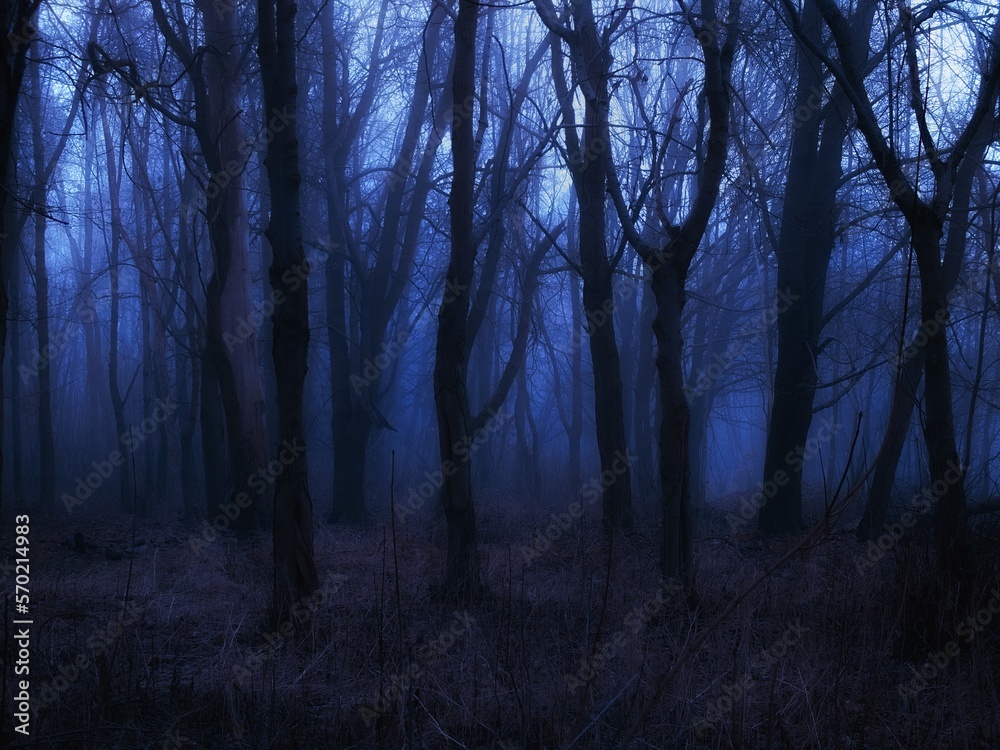 Spooky dark forest in the evening. Moody autumn woods in blue tones. Evil place. Magical forest with fog. Spooky dark forest in the evening. Moody autumn woods in blue tones. Evil place. Magical forest with fog.