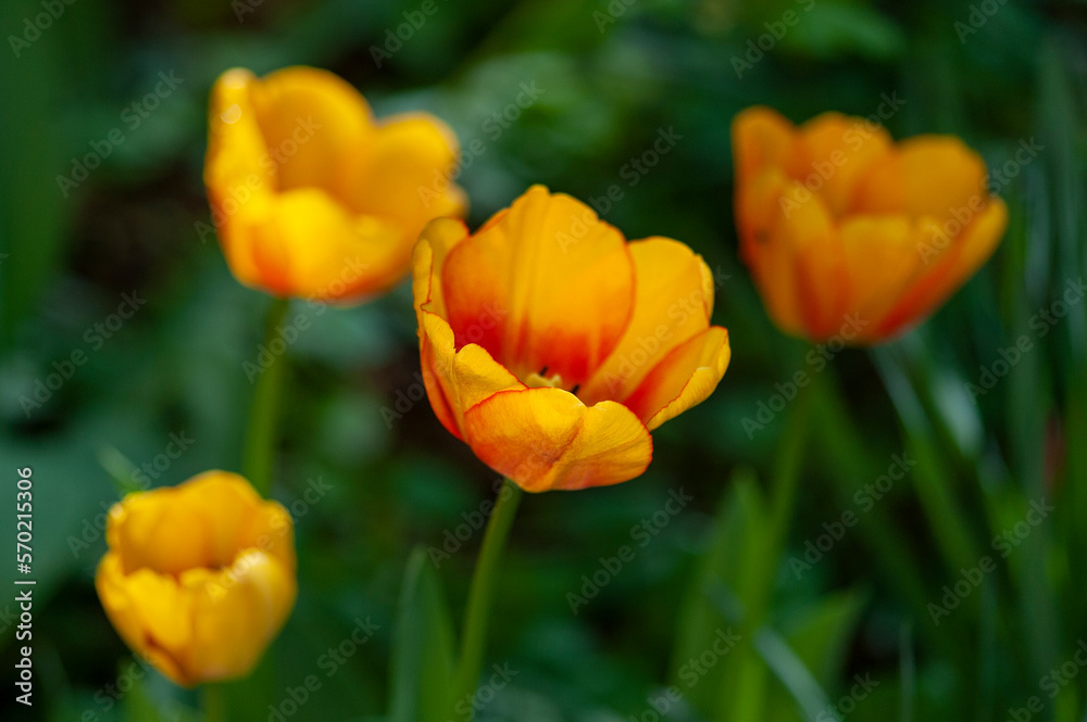 Primo piano di Tulipani fioriti. Natura in primavera, estate. Campo fiorito. Primo piano di Tulipani fioriti. Natura in primavera, estate. Campo fiorito.