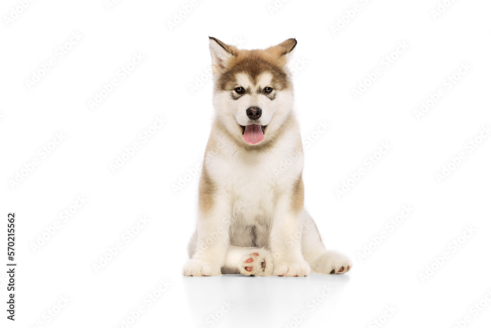 Obraz premium Studio shot of fluffy cute beautiful Malamute puppy posing isolated over white background. Pet looks healthy and happy. Concept of care, love, animal life