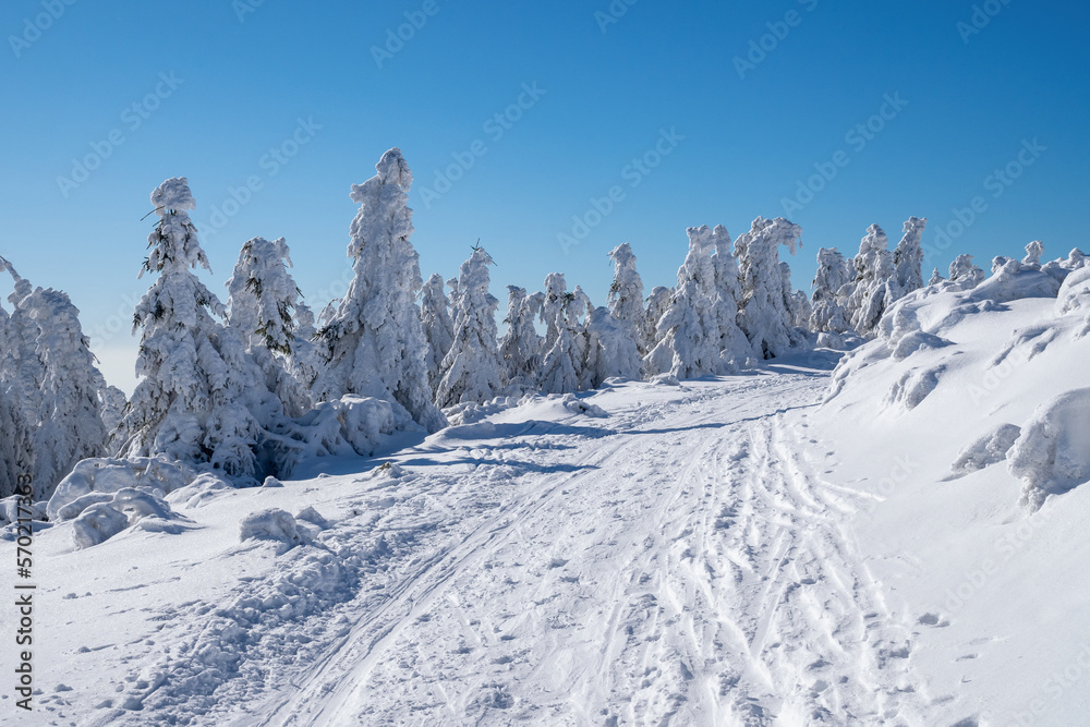 Winter landscape with path and trees under the snow. Winter scenery.