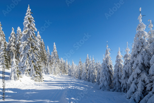 Winter landscape with path and trees under the snow. Winter scenery with cross country skiing way
