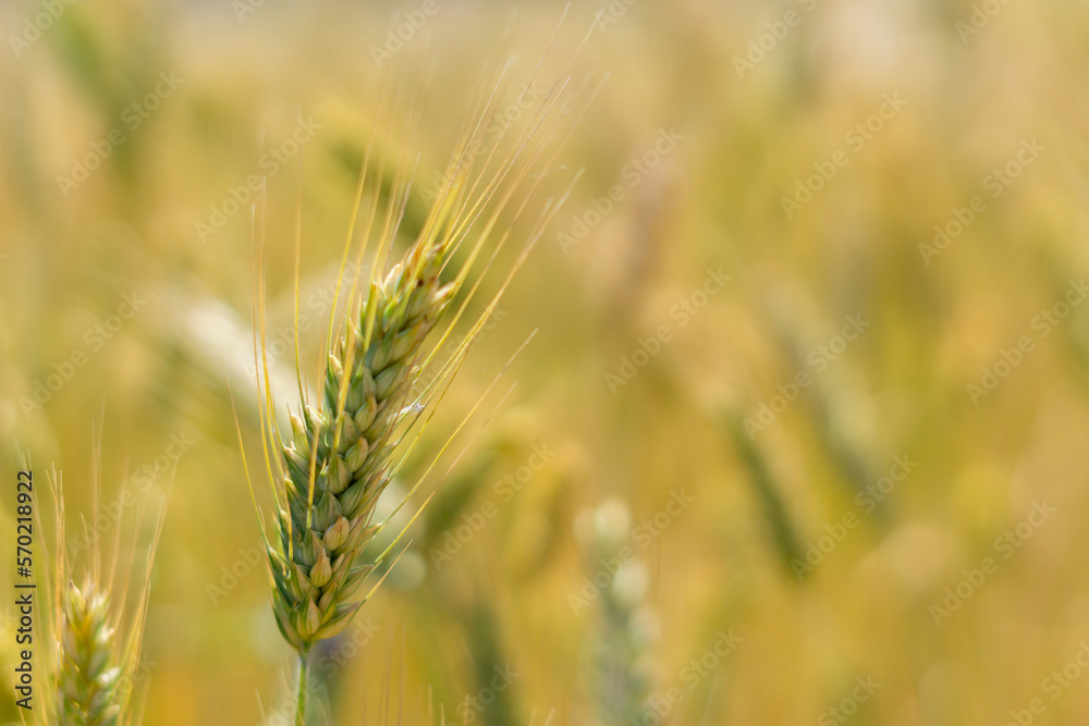 wheat fields under the sun