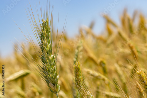 wheat fields under the sun