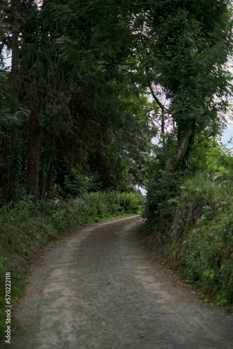 road in the woods