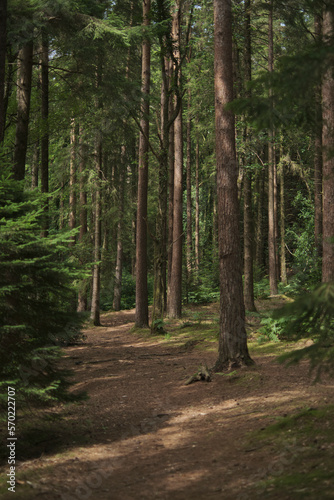 path in the woods