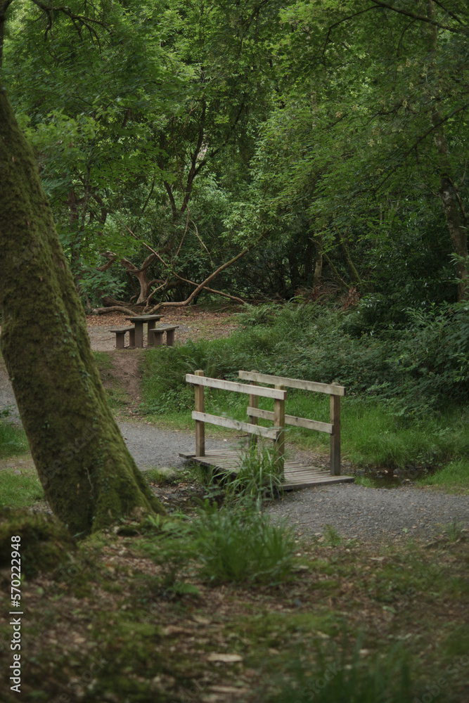 bench in the forest bench in the forest