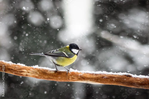 Small parus with yellow belly on twig closeup. Snowy tree in winter time. Birds photography