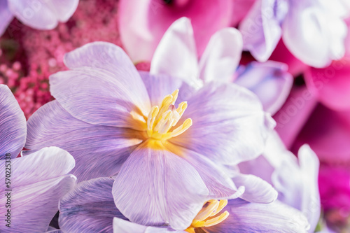 Fototapeta Naklejka Na Ścianę i Meble -  pink violet Autumn Colorful fall bouquet. Beautiful flower composition with tulip. Flower shop and florist design concept. close up, floral background