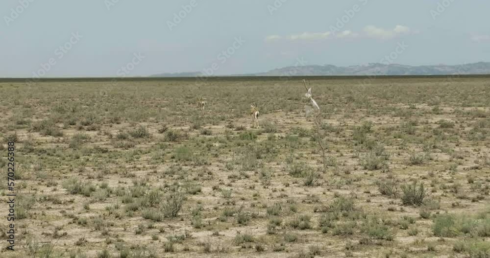 Goitered gazelle antelopes looking for food in arid Vashlovani steppe. Goitered gazelle antelopes looking for food in arid Vashlovani steppe.