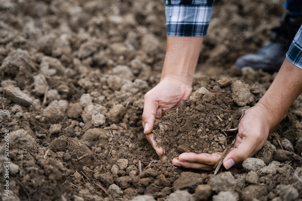 Farmers' expert hands check soil health before planting vegetable seeds or seedlings. Business idea or ecology. Farmers' expert hands check soil health before planting vegetable seeds or seedlings. Business idea or ecology.