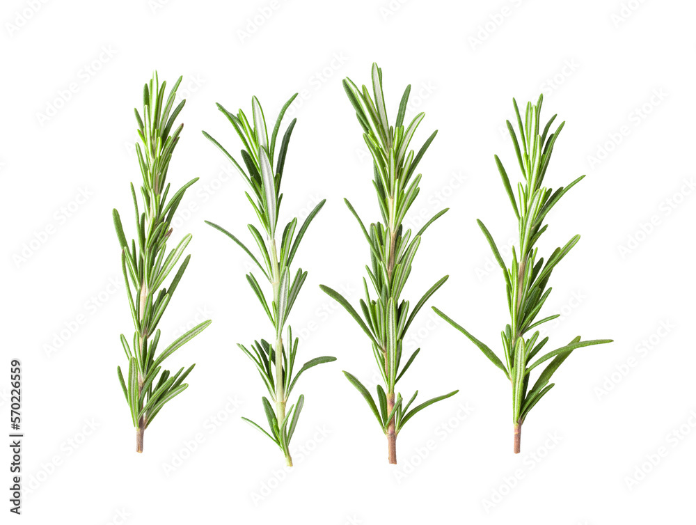 Rosemary isolated on transparent png Rosemary isolated on transparent png