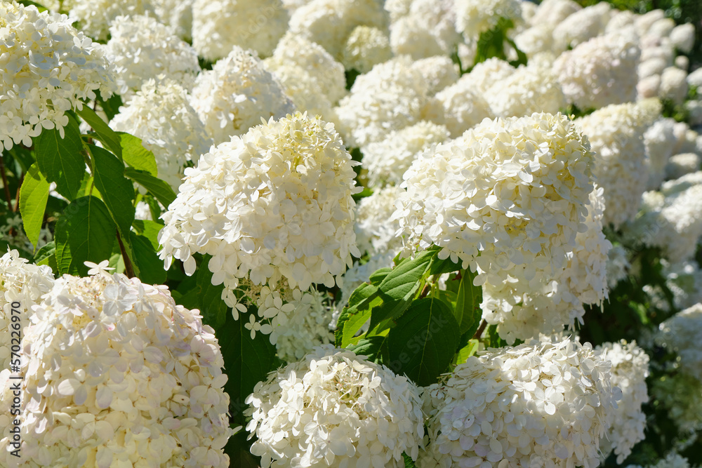 Closeup of flowering white hydrangea or hortensia plants in a summer garden. Closeup of flowering white hydrangea or hortensia plants in a summer garden.