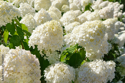 Closeup of flowering white hydrangea or hortensia plants in a summer garden.