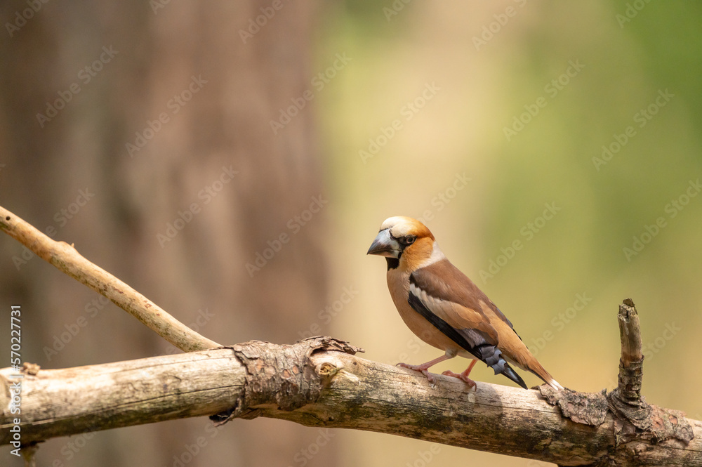 Fototapeta premium Gros bec casse noyaux