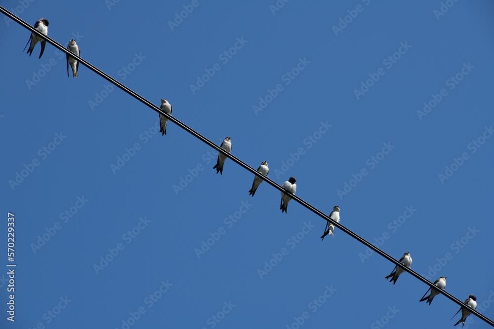Swallows on a wire,blue sky,Sofia,Bulgaria