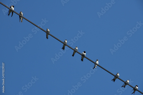 Swallows on a wire,blue sky,Sofia,Bulgaria