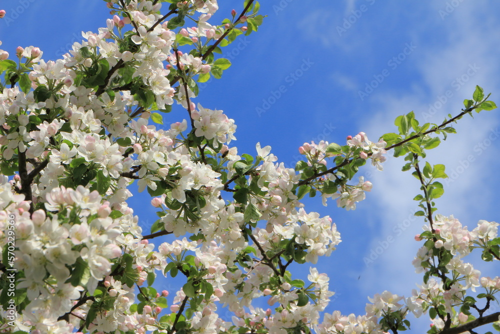 White and pink flowers on an apple tree. Blue sky background. Selective focus. Copy space White and pink flowers on an apple tree. Blue sky background. Selective focus. Copy space