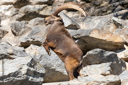 Ibex fighting - Steinbock