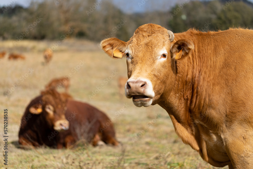 Retrato de una vaca de raza Limousin (limousine) Retrato de una vaca de raza Limousin (limousine)