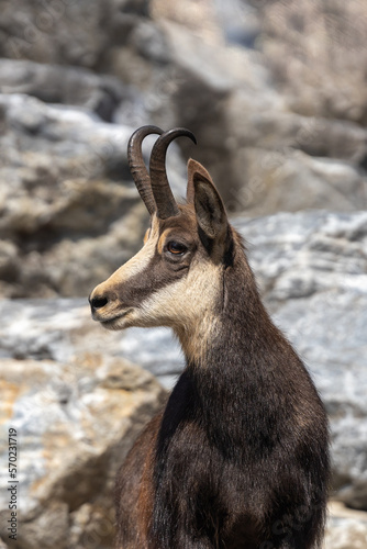 Portrait of a chamois in the mountains 