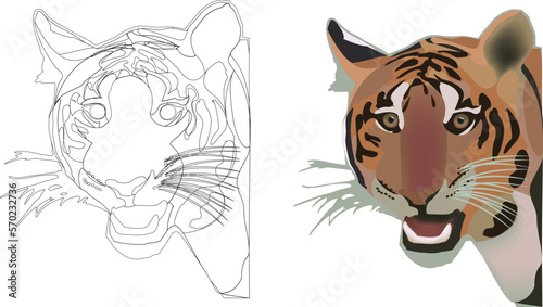 feline animal carnivorous tiger face-