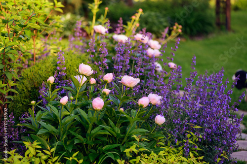 Fototapeta Naklejka Na Ścianę i Meble -  perennial flowers in summer - catmint (nepeta) and peony blooming together. Beautiful plants combination for english private garden, companion plants in landscape design