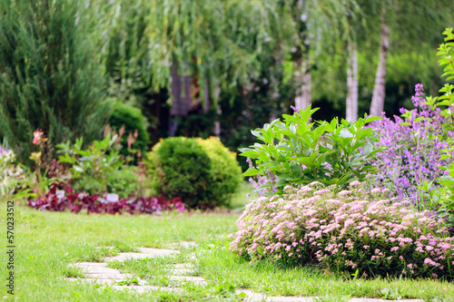 Dwarf spirea japonica blooming in summer. Beautiful garden view with stone pathway