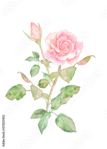 独立した薔薇の花の水彩イラスト　 © きだ