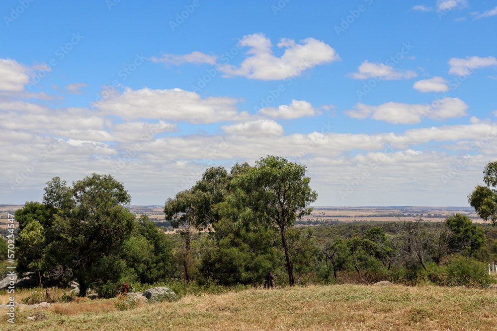 bushland landscape with trees and sky 